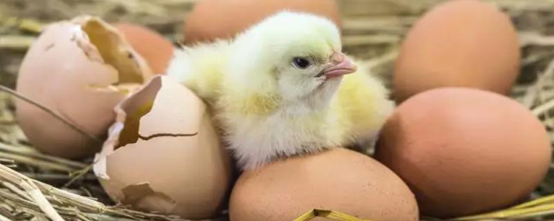 小鸡孵化器怎么使用，小鸡孵化需要多少天
