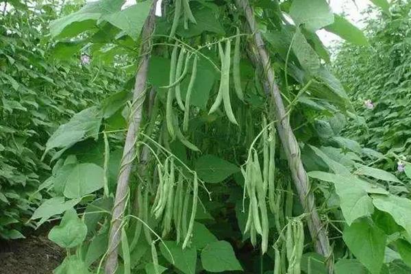 四季豆怎么种植才高产
