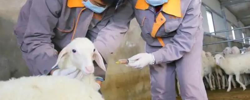 羊每年必打的五种疫苗，打针打什么部位