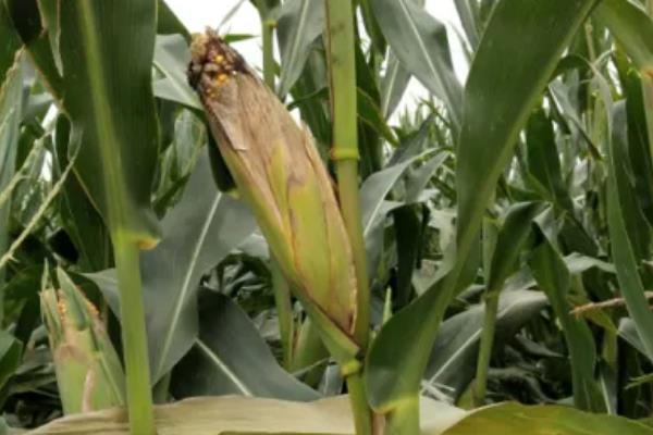 玉米的超高产种植方法，施肥用什么肥料好