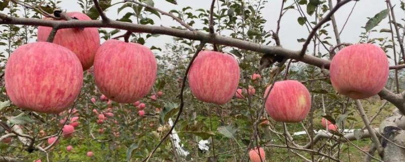 苹果在我国的种植历史，苹果原产地在哪里