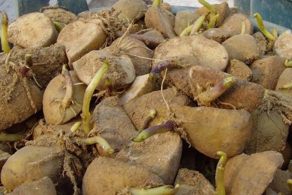 马铃薯种植方法，附种植时间