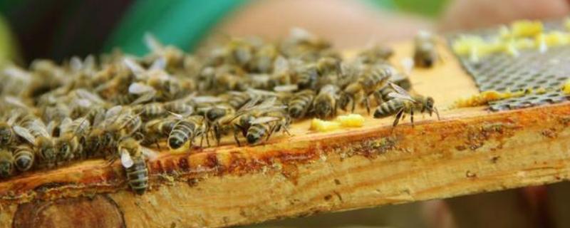 蜜蜂春繁一脾蜂几天加脾，蜜蜂春繁有哪些注意事项