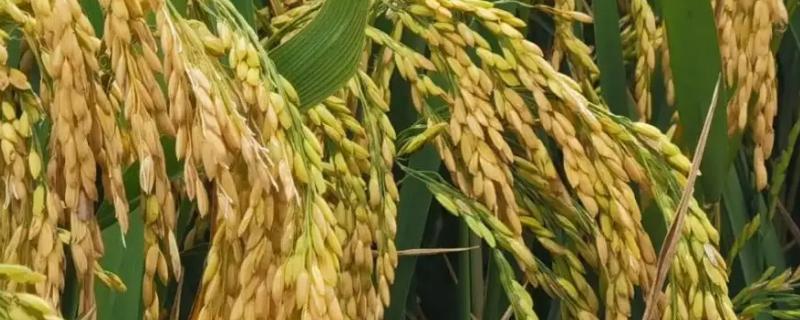 为什么海水稻能在海水里生长，海水稻和普通水稻的区别