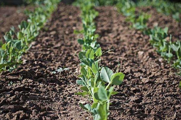 豌豆零下几度能种，豌豆种植技术与管理