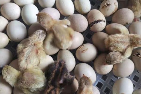 芦丁鸡蛋孵化教程，芦丁鸡每天都会生蛋吗