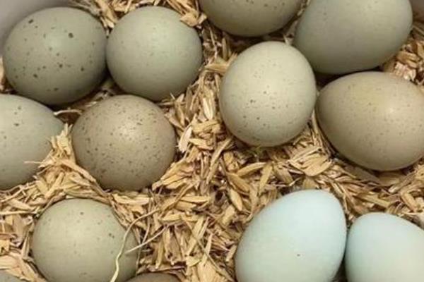 芦丁鸡蛋孵化教程，芦丁鸡每天都会生蛋吗