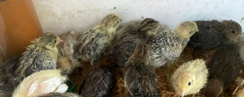 芦丁鸡孵化湿度，芦丁鸡如何孵化