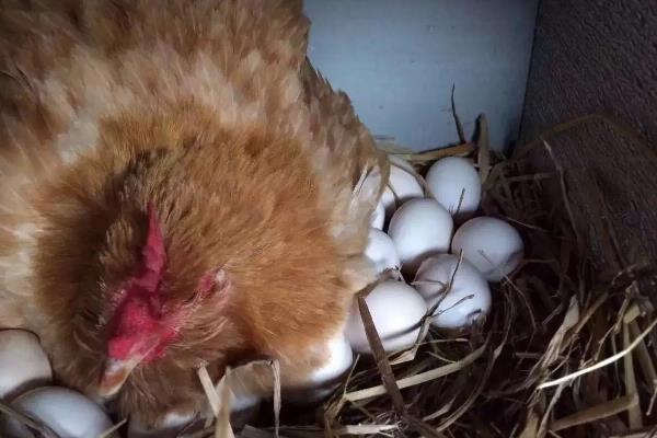 小鸡一般要养几个月可以吃，养几个月可以下蛋