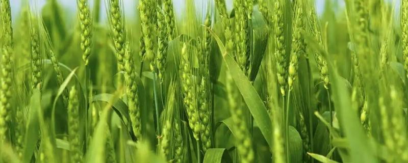 小麦除草剂能和叶面肥混合打吗，什么时候打合适