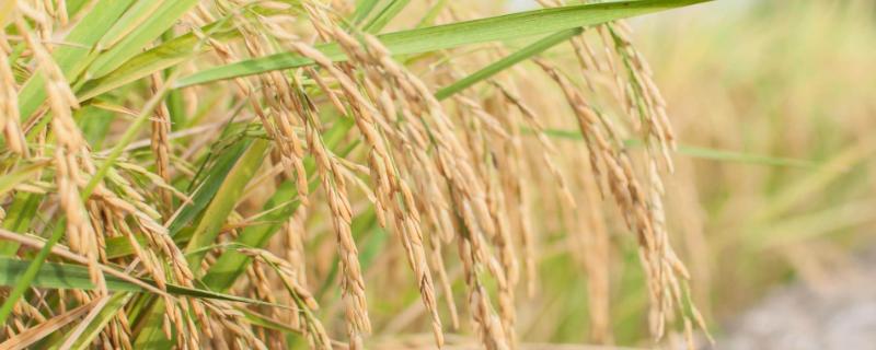 双季稻的播种收获时间，双季稻和单季稻的区别