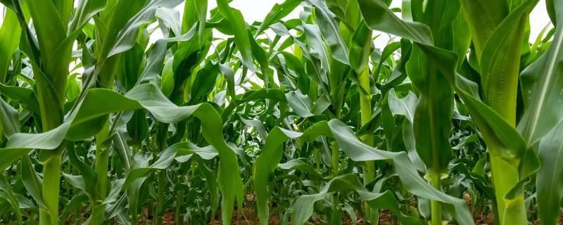 种玉米最简单的方法，几月份种植合适