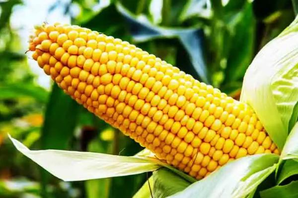 玉米亩产多少斤，附种植方法