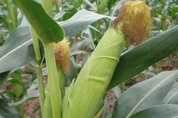 种玉米最简单的方法，几月份种植合适