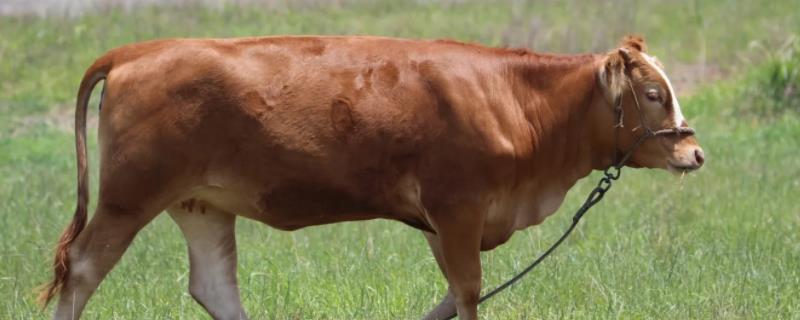 黄牛能活40年吗，黄牛和水牛可以杂交吗