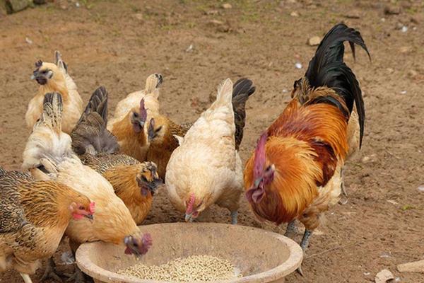 土鸡养殖方法，怎样辨别土鸡