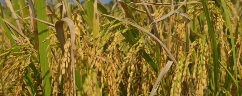 福稻1588特征与产量，适合哪些地区种植