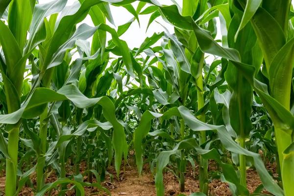 甜玉米种植技术与管理，丙炔氟草胺对玉米安全吗