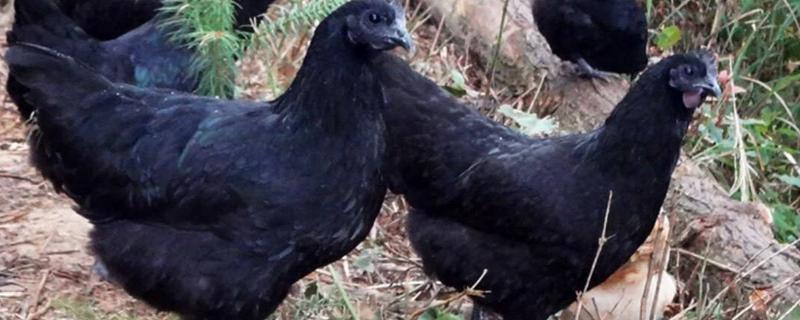 五黑鸡能长到几斤，五黑鸡和绿壳蛋鸡有什么区别
