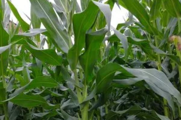 同玉808玉米新品种，适合哪里种植，产量如何