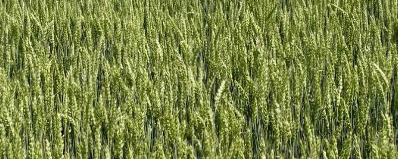 新疆春小麦播种时间，春小麦和冬小麦的区别
