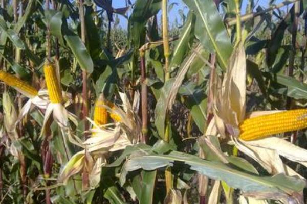 玉米的超高产种植方法，施肥用什么肥料好