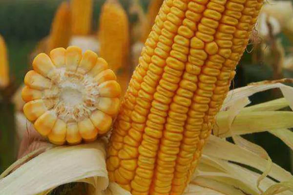 云良1号玉米品种，适合哪里种植，产量如何