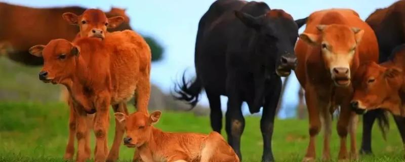 夷陵牛品种介绍，适合哪些地区养殖