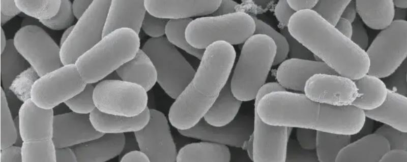 丁酸梭菌在水产养殖的作用，丁酸梭菌能长期拌料吗