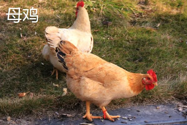 鸡有几个脚趾，如何区分公鸡和母鸡