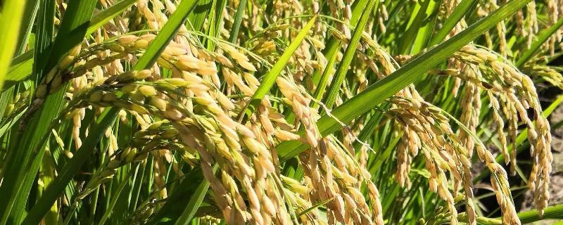 又香优郁香水稻品种，适合哪里种植，产量如何