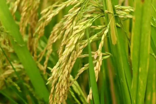 又香优郁香水稻品种，适合哪里种植，产量如何