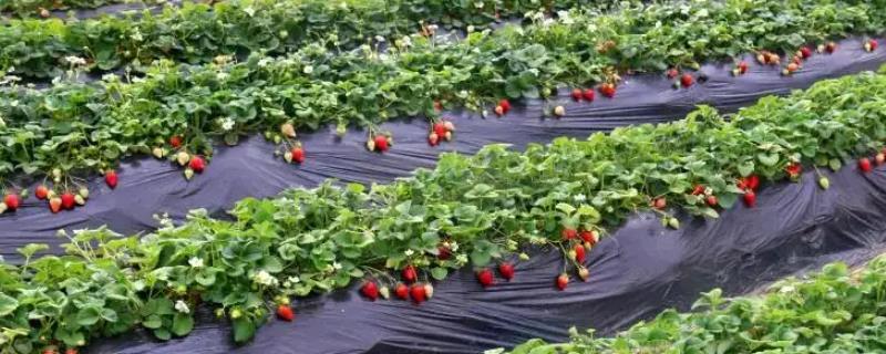 草莓怎么种植管理，草莓是什么季节的水果