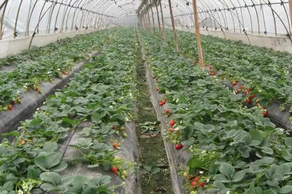 草莓怎么种植管理，草莓是什么季节的水果