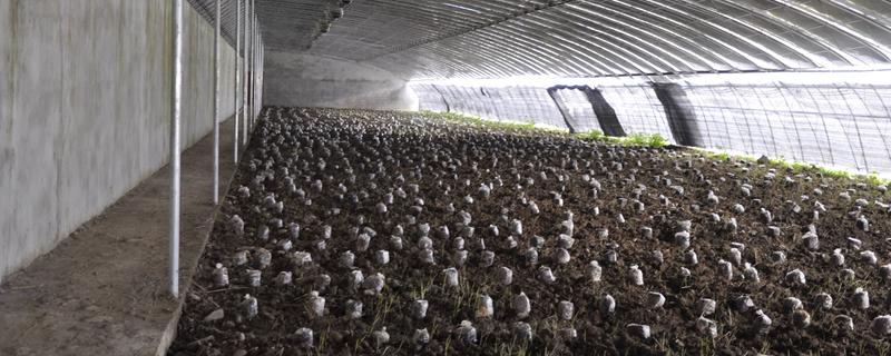 羊肚菌大棚的搭建规格，羊肚菌在多少温度下生长