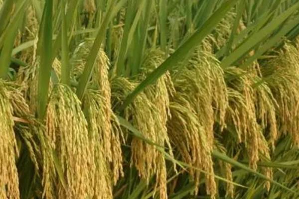 福稻1588特征与产量，适合哪些地区种植