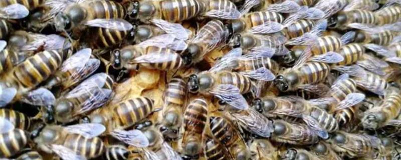 蜜蜂春繁的饲喂方法，蜜蜂春繁有哪些注意事项