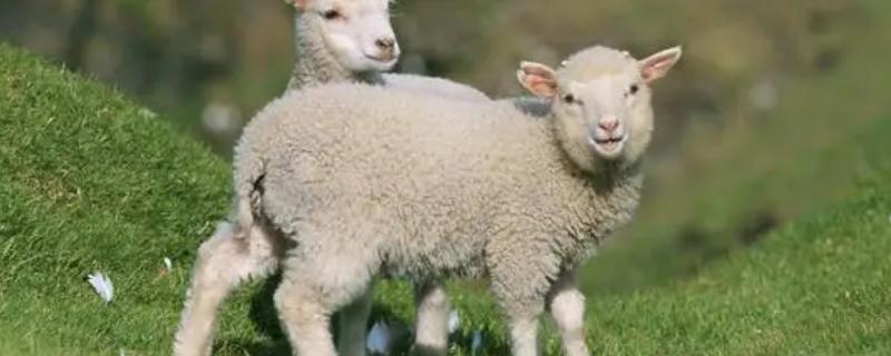 羊一般生产几只，羊生产前的症状有哪些