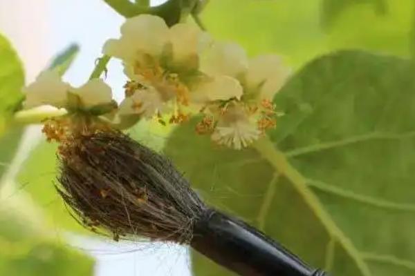 猕猴桃授粉方法，猕猴桃种植几年可以挂果