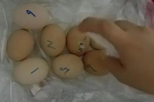 孵小鸡需要公鸡受精吗，孵小鸡的步骤