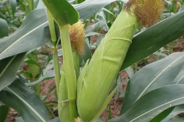 粒农16玉米品种介绍，适合哪里种植，产量如何