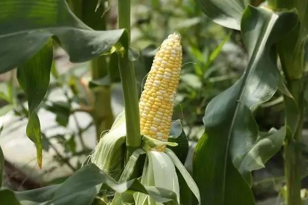 粒农16玉米品种介绍，适合哪里种植，产量如何