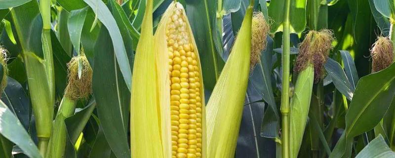 胜美999玉米品种介绍，适合哪里种植，产量如何