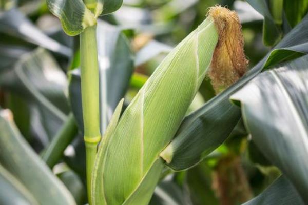 京农科828玉米品种介绍，适合哪里种植，产量如何