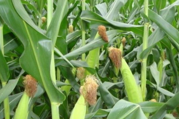 玉米生长过程，种玉米的方法和步骤