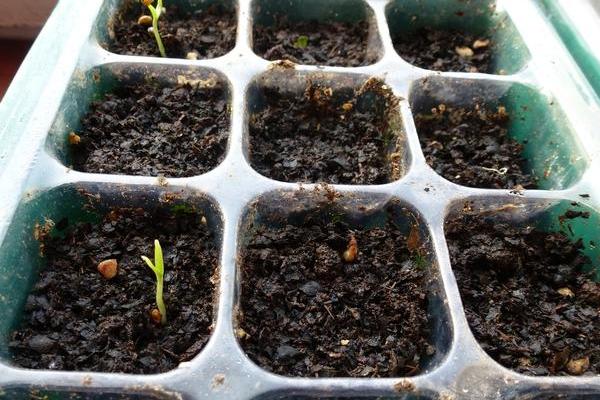 茄子苗怎么种植和管理