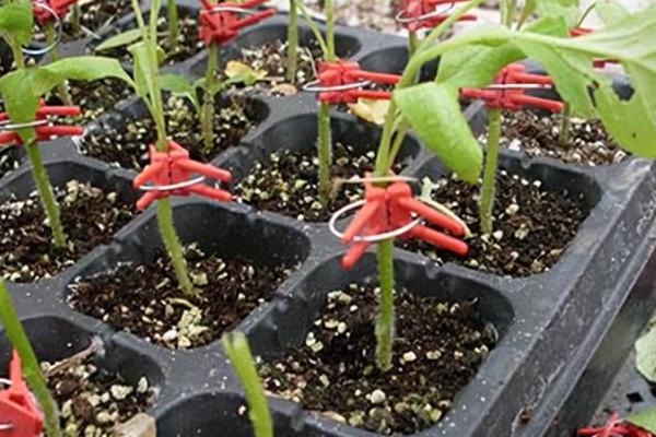 茄子苗怎么种植和管理