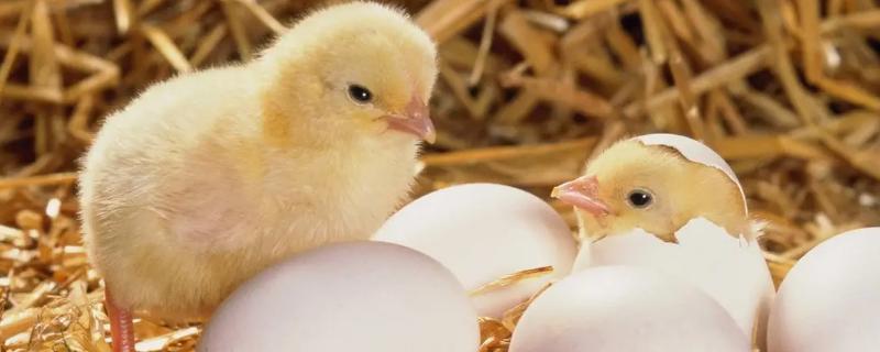 孵化小鸡出壳禁忌，孵化小鸡需要多少天