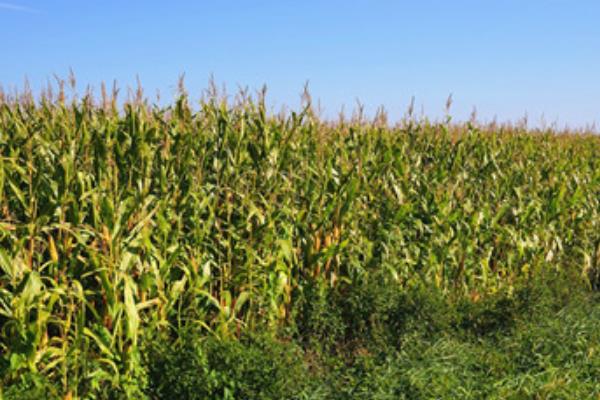 玉米的生活环境，附种植方法