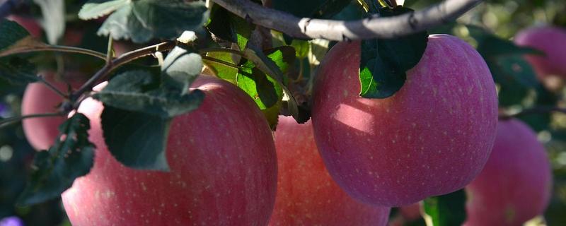 中国苹果种植历史，苹果原产地在哪里